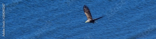 海をバックに悠然と飛ぶオジロワシ