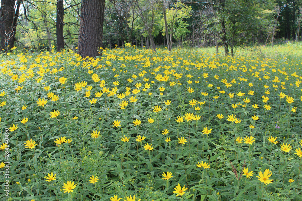 Obraz premium Field of woodland sunflowers at Somme Prairie Nature Preserve in Northbrook, Illinois