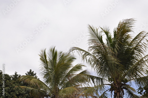 Paisagem de coqueiros num dia nublado
