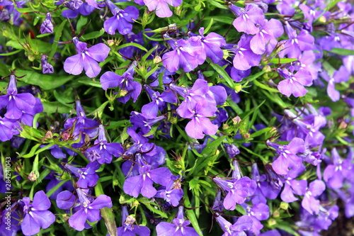 Texture of phlox flower purple growing in summer