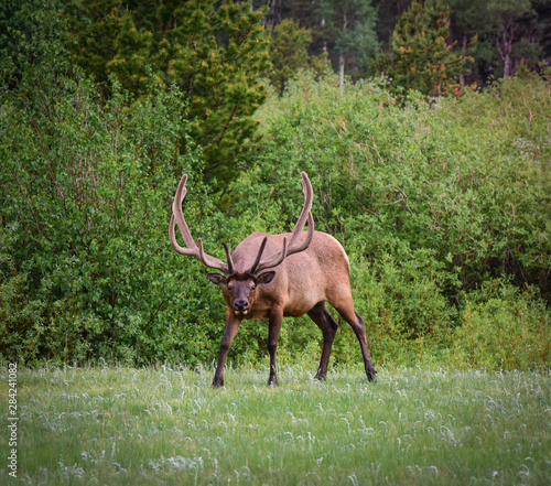 Bull Elk in Rocky Mountain National Park