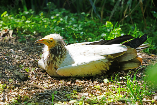 View of an Egyptian vulture (Neophron percnopterus), also called white scavenger vulture and pharaoh's chicken photo