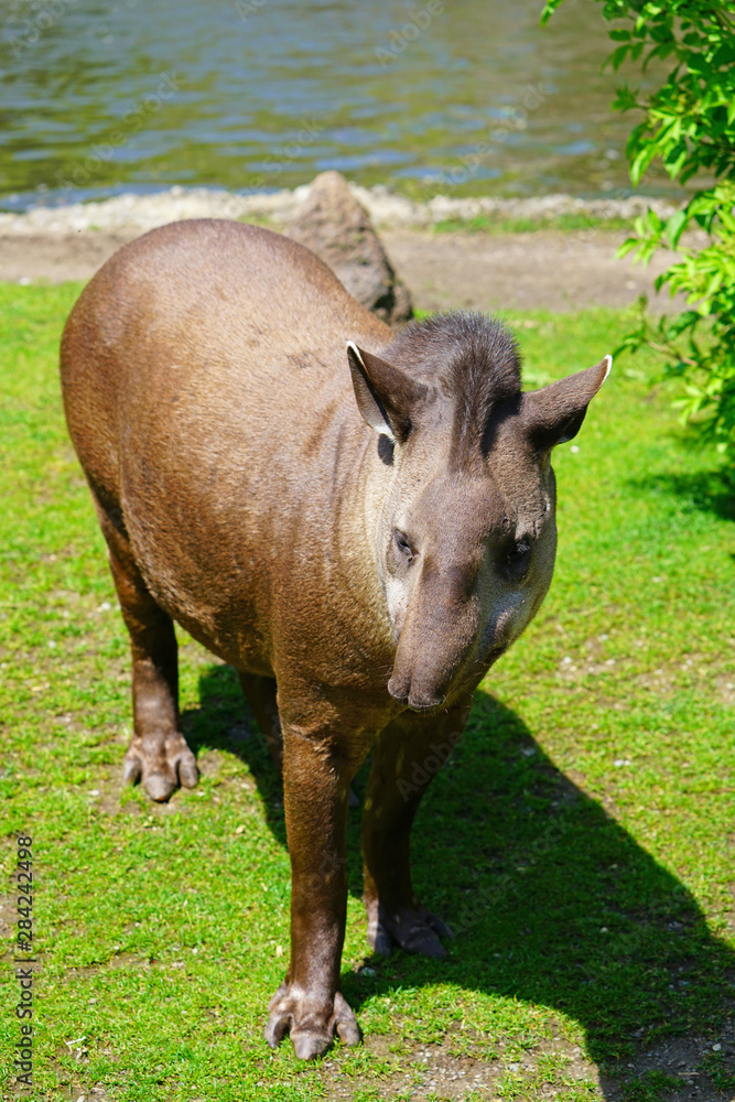 View of a South American Tapir (tapirus terrestris) View of a South American Tapir (tapirus terrestris)