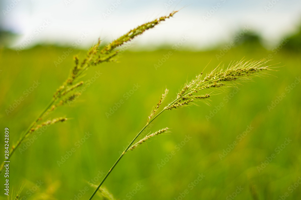 juWeeds in rice fields Pests that are difficult to eliminate Spread in rice fields of tropical monsoon areas, Southeast Asia, Thailand, Myanmar, Laos, Vietnam, Cambodia, Malaysia,ngle rice, birds rice juWeeds in rice fields Pests that are difficult to eliminate Spread in rice fields of tropical monsoon areas, Southeast Asia, Thailand, Myanmar, Laos, Vietnam, Cambodia, Malaysia,ngle rice, birds rice