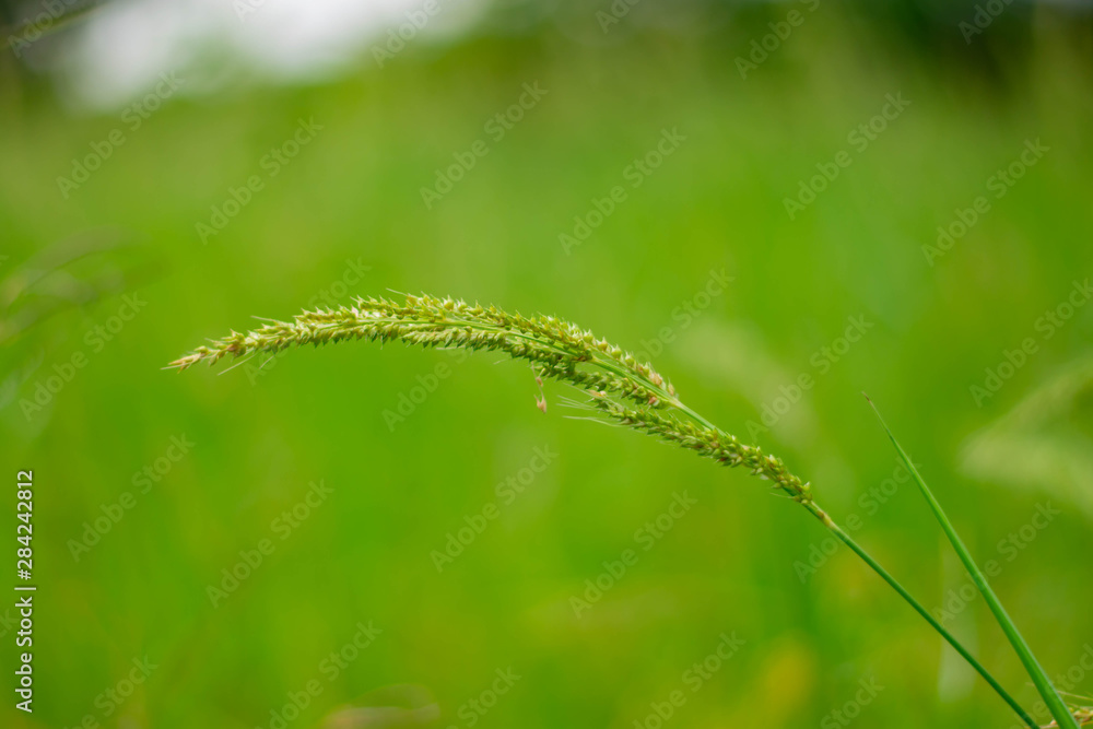 juWeeds in rice fields Pests that are difficult to eliminate Spread in rice fields of tropical monsoon areas, Southeast Asia, Thailand, Myanmar, Laos, Vietnam, Cambodia, Malaysia,ngle rice, birds rice juWeeds in rice fields Pests that are difficult to eliminate Spread in rice fields of tropical monsoon areas, Southeast Asia, Thailand, Myanmar, Laos, Vietnam, Cambodia, Malaysia,ngle rice, birds rice