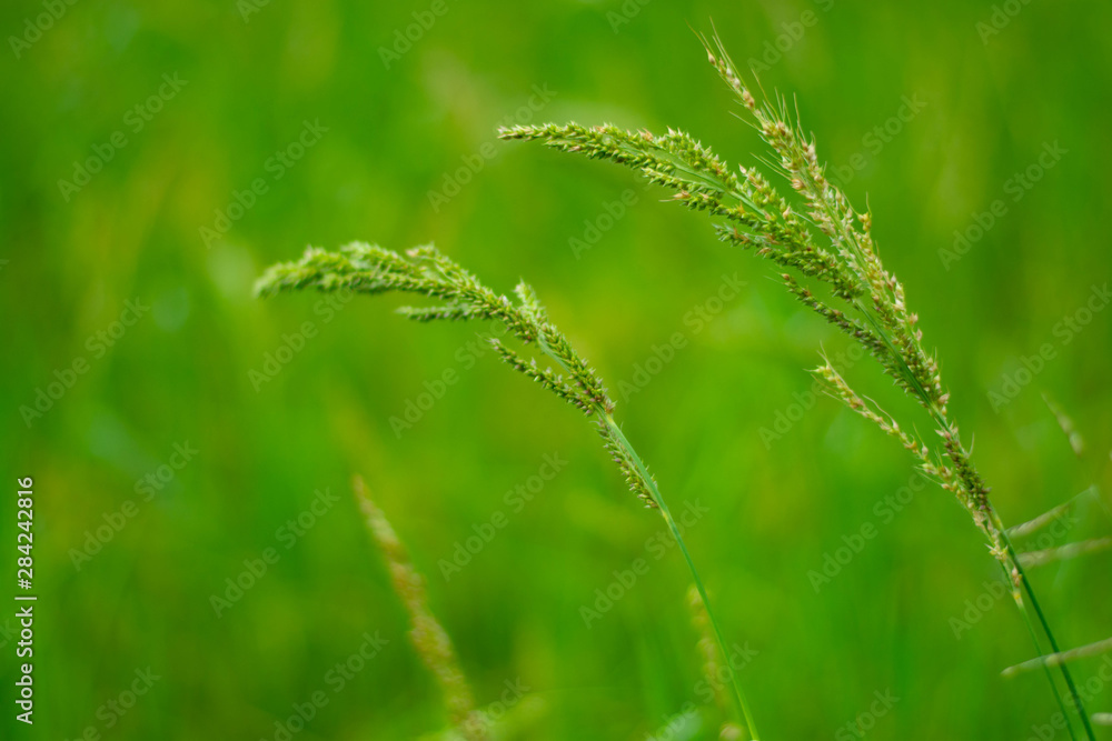 juWeeds in rice fields Pests that are difficult to eliminate Spread in rice fields of tropical monsoon areas, Southeast Asia, Thailand, Myanmar, Laos, Vietnam, Cambodia, Malaysia,ngle rice, birds rice juWeeds in rice fields Pests that are difficult to eliminate Spread in rice fields of tropical monsoon areas, Southeast Asia, Thailand, Myanmar, Laos, Vietnam, Cambodia, Malaysia,ngle rice, birds rice