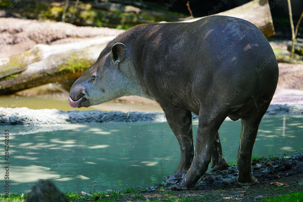 View of a South American Tapir (tapirus terrestris) View of a South American Tapir (tapirus terrestris)