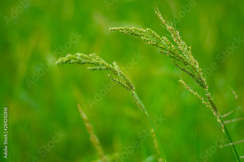 juWeeds in rice fields Pests that are difficult to eliminate Spread in rice fields of tropical monsoon areas, Southeast Asia, Thailand, Myanmar, Laos, Vietnam, Cambodia, Malaysia,ngle rice, birds rice