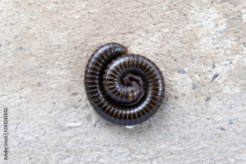Принти на полотні Asian giant millipede close up