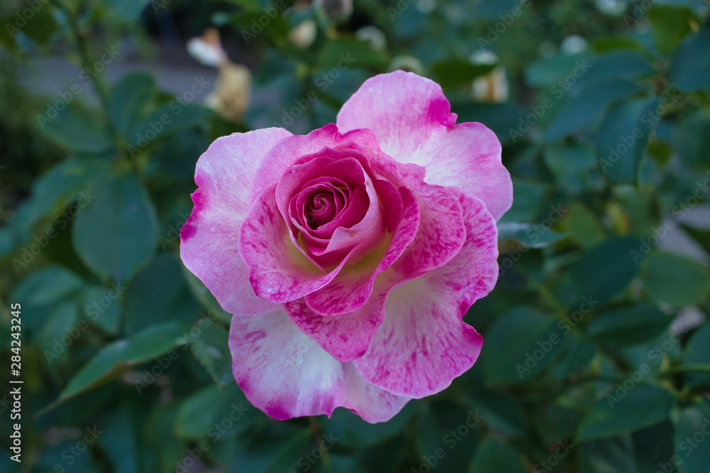 pink rose in the garden pink rose in the garden