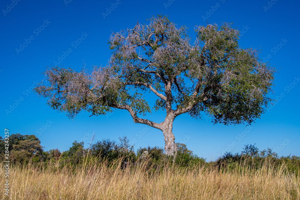 Okavango views Okavango views