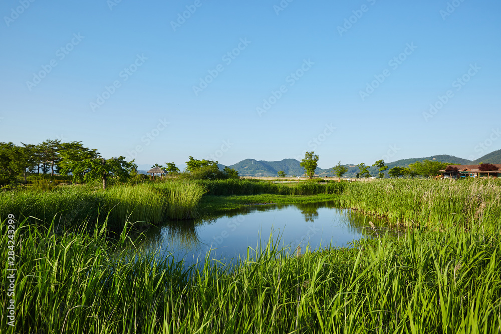 Suncheonman Bay in Suncheon-si, South Korea. Suncheonman Bay in Suncheon-si, South Korea.