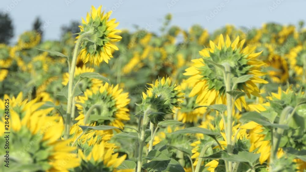 Back view at the level of a sunflower field that moves slowly with the wind Back view at the level of a sunflower field that moves slowly with the wind