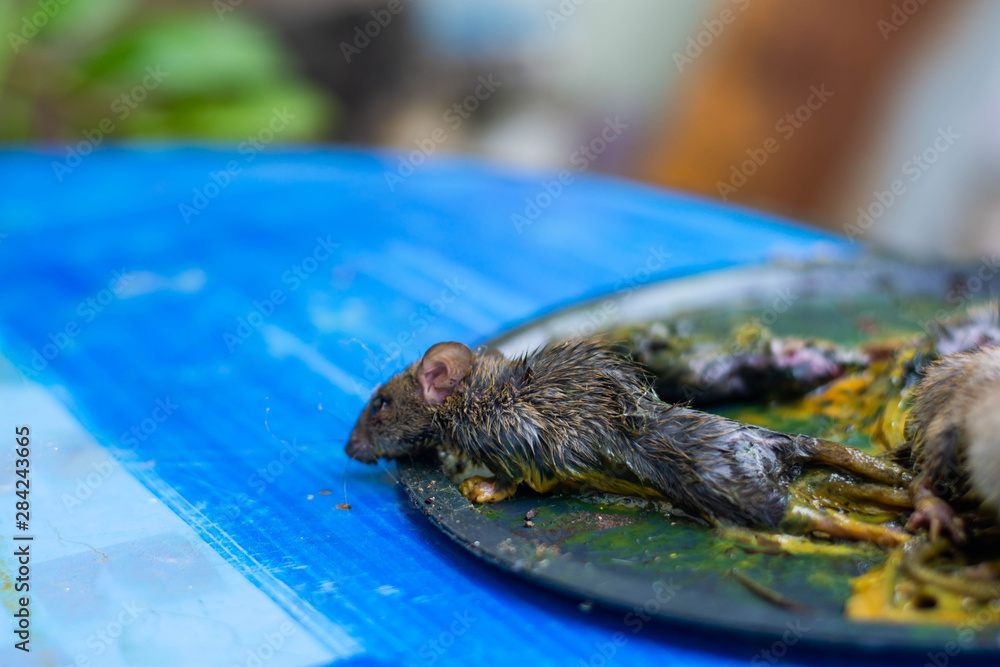 Obraz premium Mouse trap glue, many rats are trapped by sticky glue