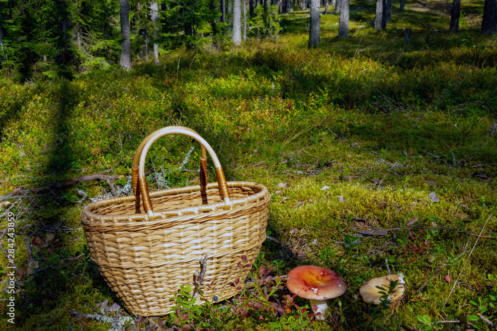 Campaign for mushrooms in the forest. Coniferous forests of Russia. Campaign for mushrooms in the forest. Coniferous forests of Russia.