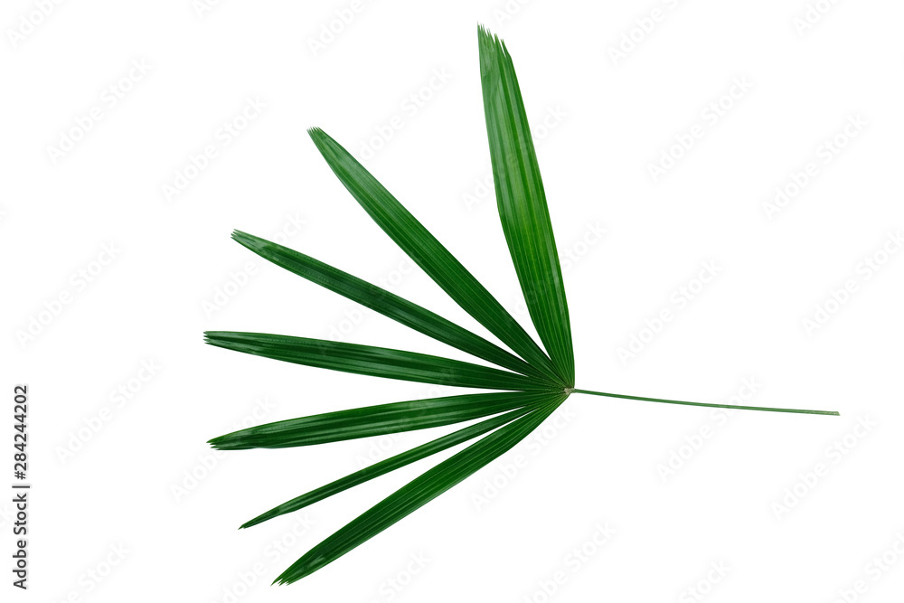 Tropical green leaves isolated on white background Tropical green leaves isolated on white background