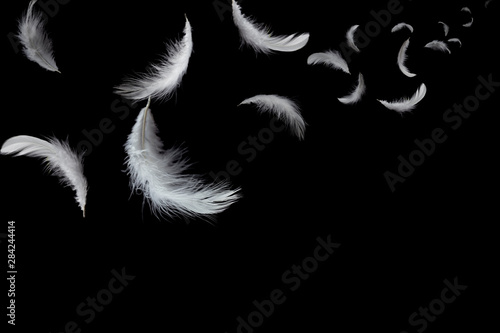 abstract solf white feathers floating in the dark, black background