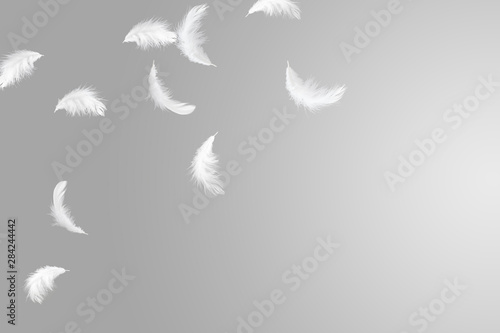 abstract solf white feathers floating in the air, grey background