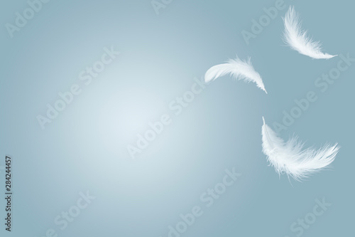 abstract solf white feathers floating in the air