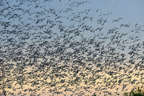 Black-tailed godwit, Limosa limosa, group in flight