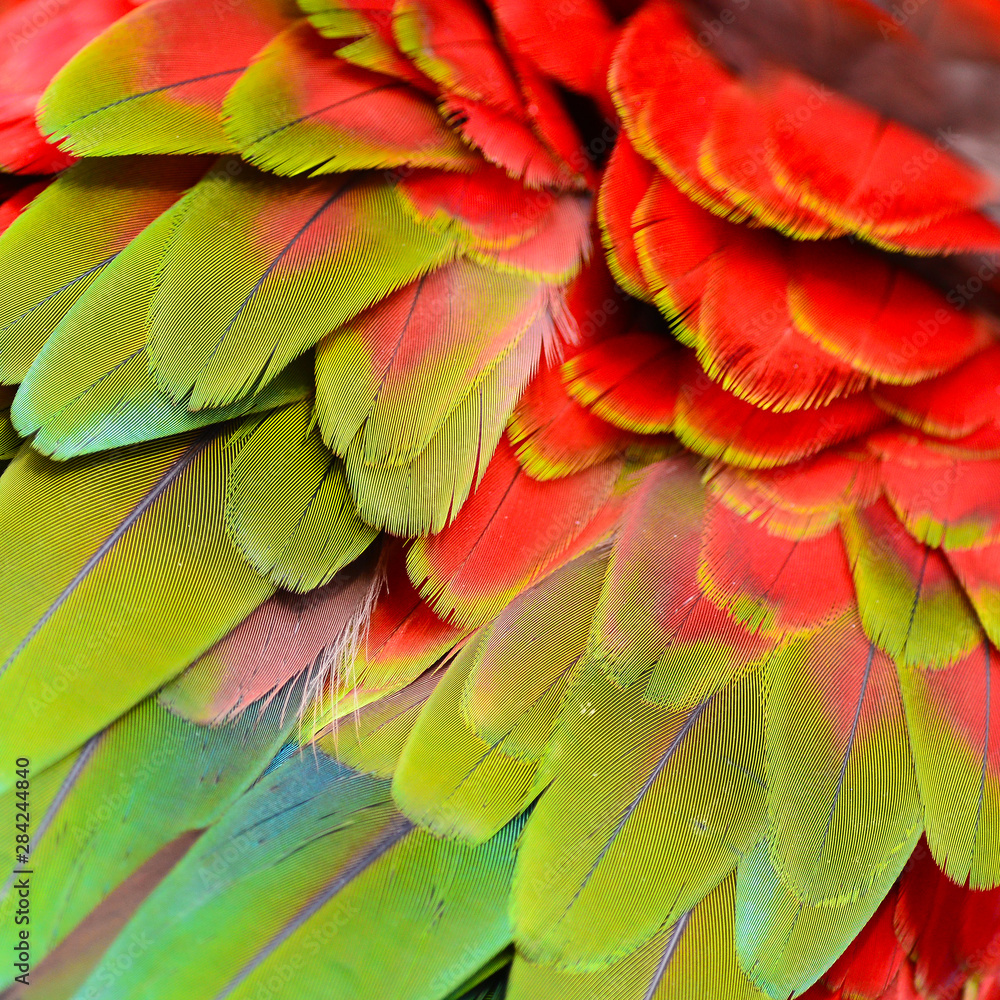 Obraz premium Colorful feathers, Harlequin Macaw feathers background texture