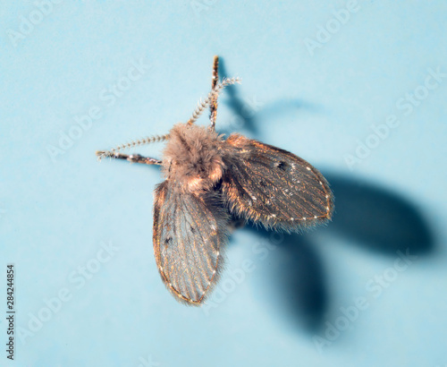 Moth fly or drain fly (Clogmia albipunctata / O: Diptera, F: Psy