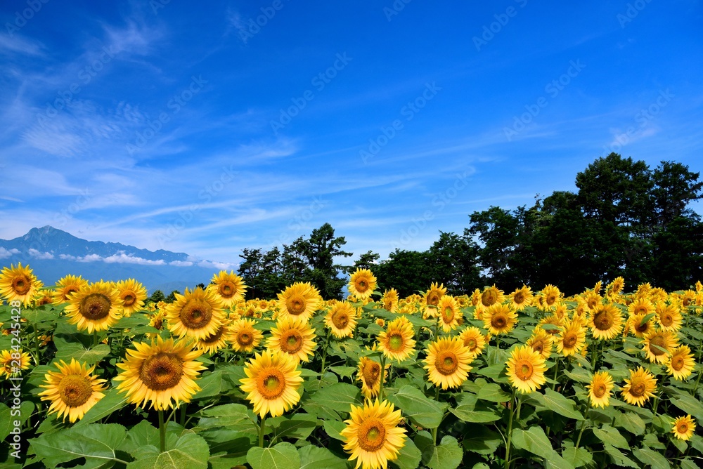 Obraz premium 明野のひまわり畑