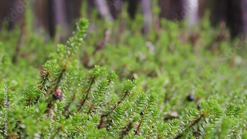 A shot of some plants with the focus going in and out of focus. Shot on a Canon 80D photo