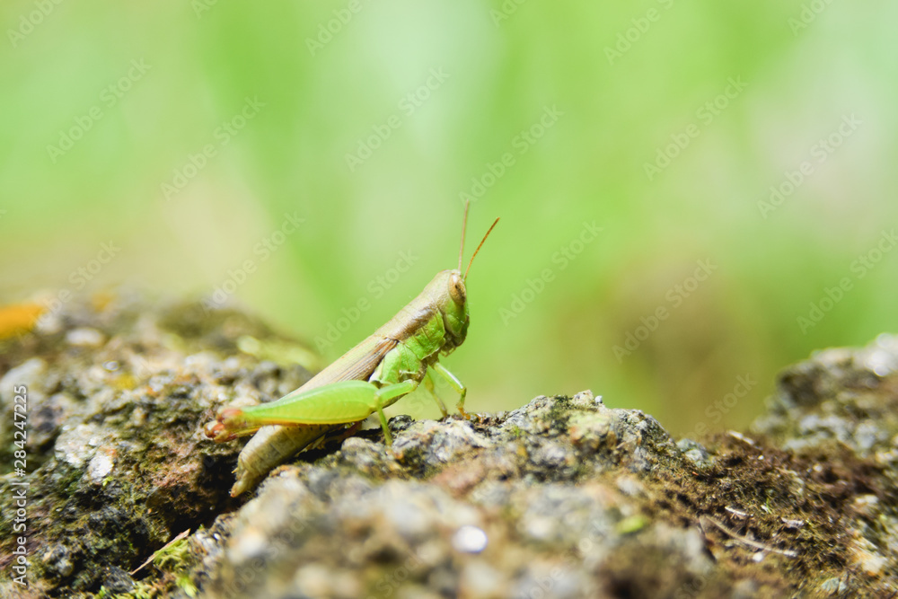 Grasshopper on rock isolated with green background. Grasshopper on rock isolated with green background.