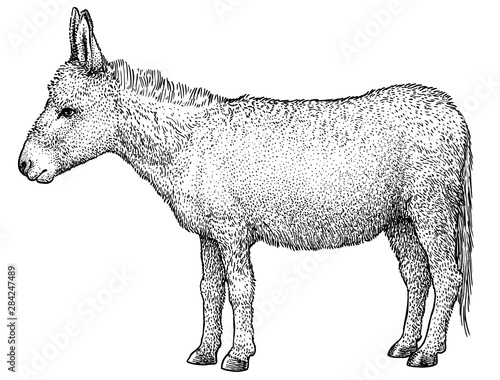 Billede på lærred Donkey illustration, drawing, engraving, ink, line art, vector
