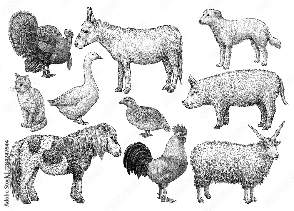 Farm animal collection, illustration, drawing, engraving, ink, line art, vector
