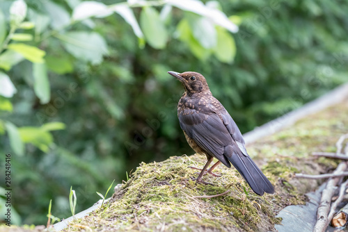 An Common blackbird
