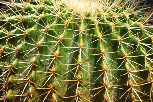 Wallpaper Mural Close up of Cactus, selective focus Torontodigital.ca