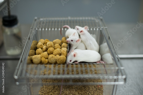 Research staff are injecting the mouse into animals,Experimental animals,Vaccine test on laboratory mouse Lab rats. photo