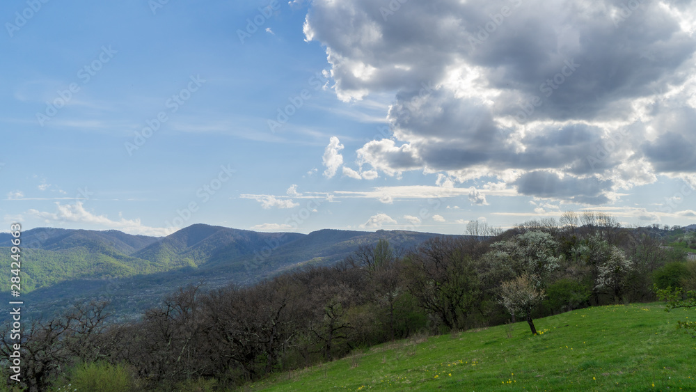 Image of a blooming tree on an alpine meadow. Image of a blooming tree on an alpine meadow.