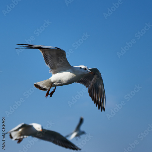 Image of seabirds. Image of seagulls. © PhotoBetulo