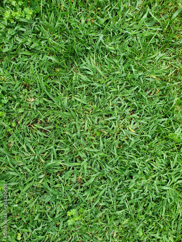 Overhead picture of green meadow grass freshly cut and short. Overhead picture of green meadow grass freshly cut and short.