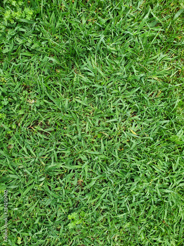 Overhead picture of green meadow grass freshly cut and short.
