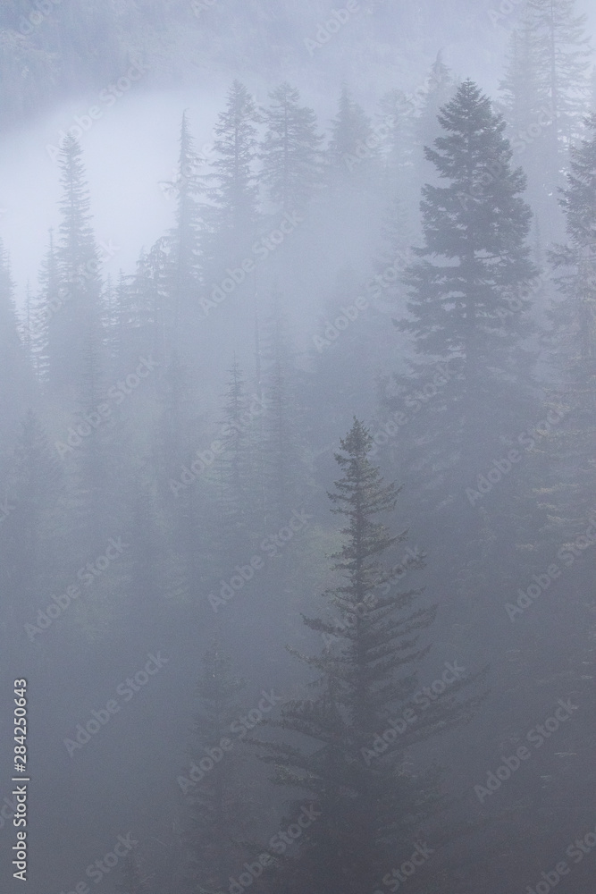 Fog and mist in the pacific northwest forest