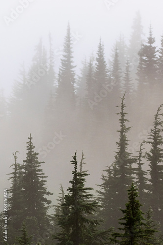Foggy scenes in the pacific northwest