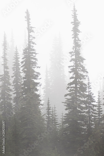 trees in fog and mist pacific northwest