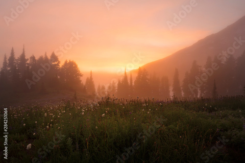 Sunset glow through the fog surround mt rainier and wildflowers