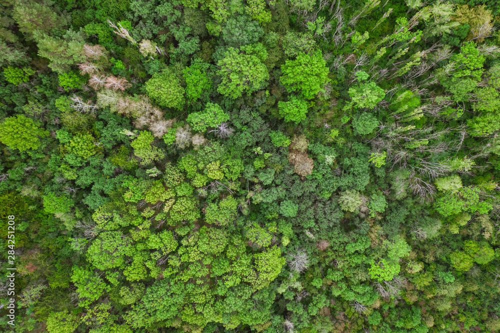 Aerial top view forest, Texture of forest view from above, drone view