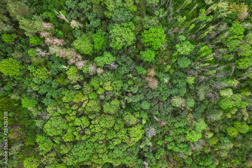 Aerial top view forest  Texture of forest view from above  drone view