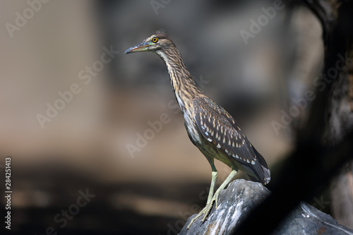 The black-crowned night heron (Nycticorax nycticorax), commonly night heron, young birds on the stone with yellow background. photo