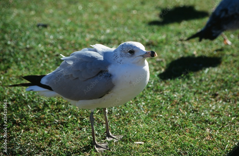 Obraz premium アメリカのカモメ