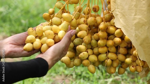 Bouquet of fresh date palm tree (Phoenix dactylifera) on tree in the organic farm. photo