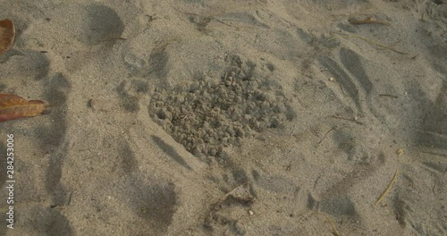 A time-lapse of leatherback hatchlings clutch of babies emerge like magic from the sand pit and make their way to the ocean photo