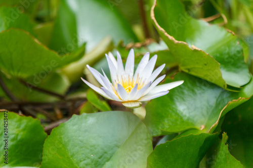 Lotus or waterlilly on green leaf