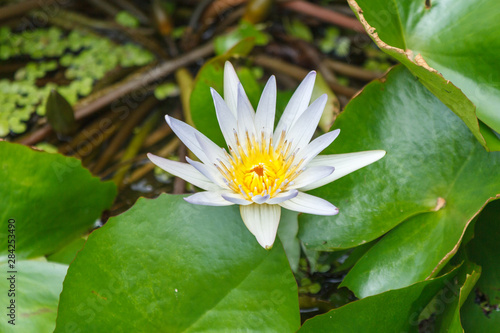 Lotus or waterlilly on green leaf